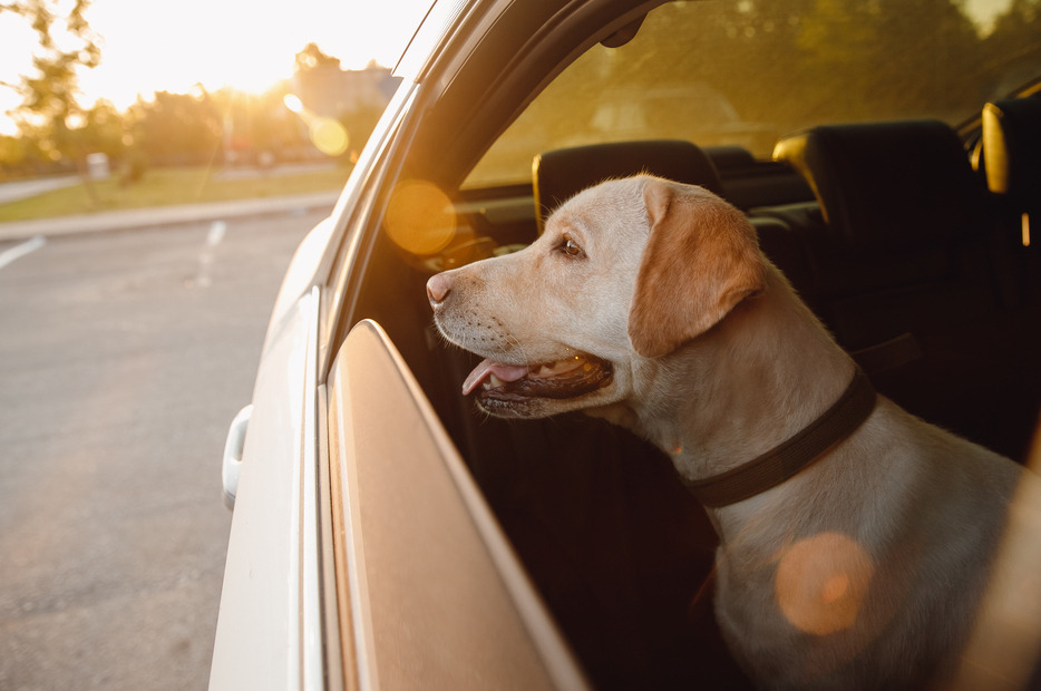 cintura di sicurezza per cani​